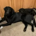 cathy pups