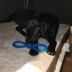 Black Labrador