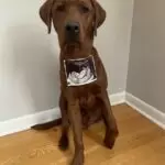 Red Labrador