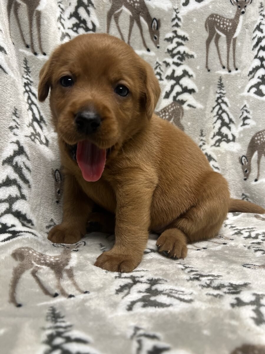 Red Lab Puppy